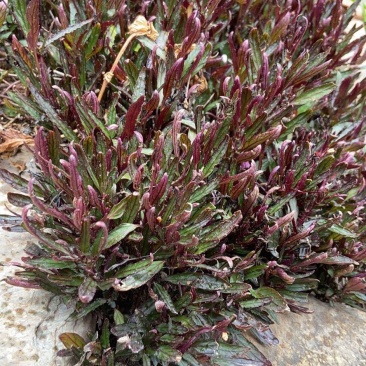 齿叶半插花新种稀有品种庭院花卉植物地被草本极少珍贵地被