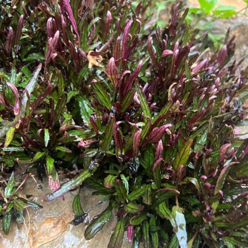 齿叶半插花新种稀有品种庭院花卉植物地被草本极少珍贵地被