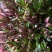 齿叶半插花新种稀有品种庭院花卉植物地被草本极少珍贵地被
