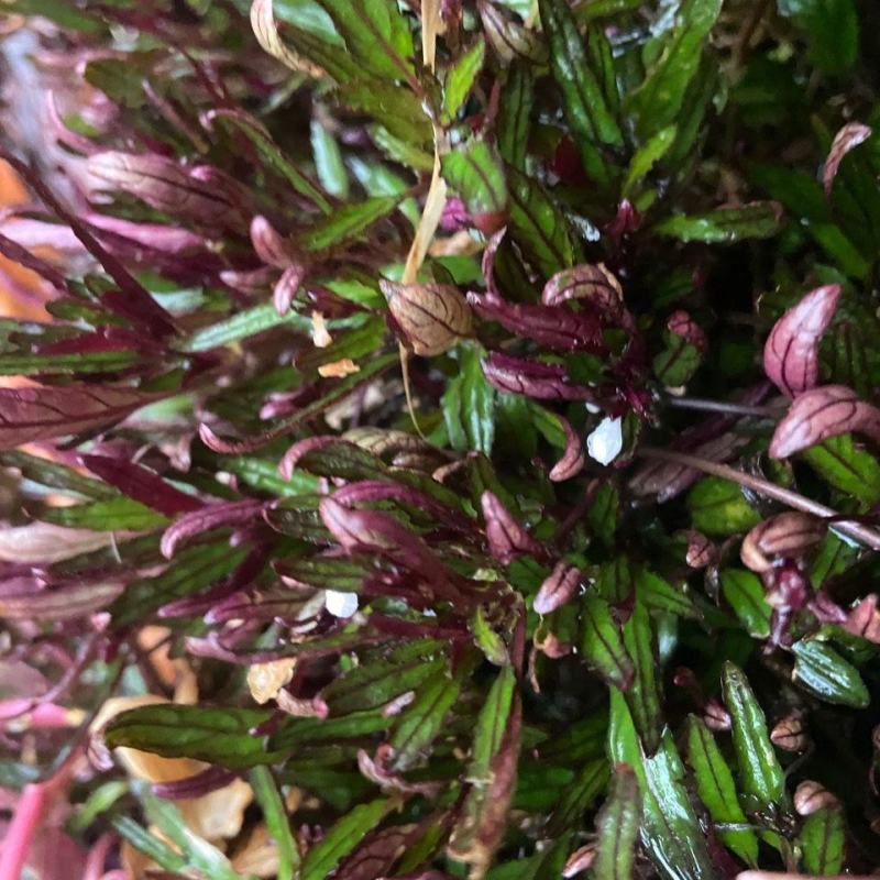 齿叶半插花新种稀有品种庭院花卉植物地被草本极少珍贵地被