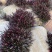 齿叶半插花新种稀有品种庭院花卉植物地被草本极少珍贵地被