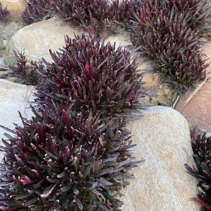 齿叶半插花新种稀有品种庭院花卉植物地被草本极少珍贵地被
