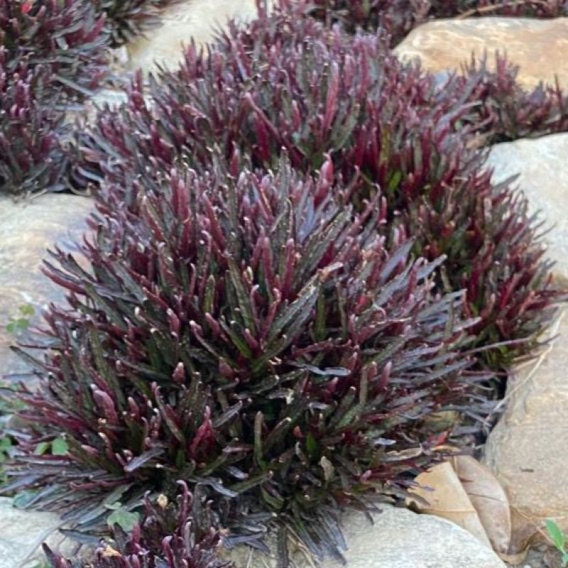 齿叶半插花新种稀有品种庭院花卉植物地被草本极少珍贵地被