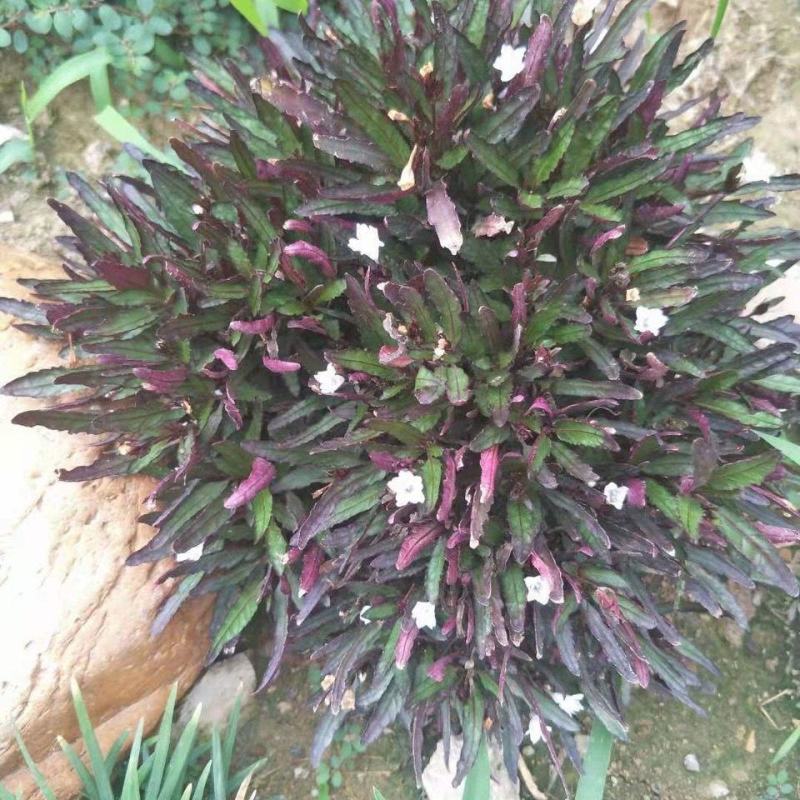 齿叶半插花新种稀有品种庭院花卉植物地被草本极少珍贵地被