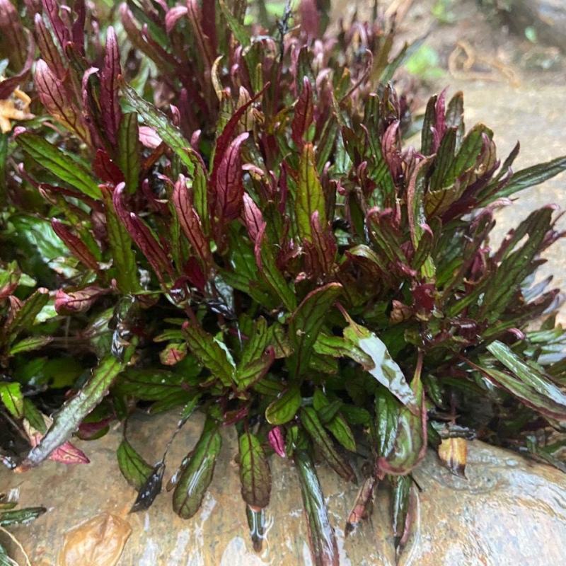 齿叶半插花新种稀有品种庭院花卉植物地被草本极少珍贵地被