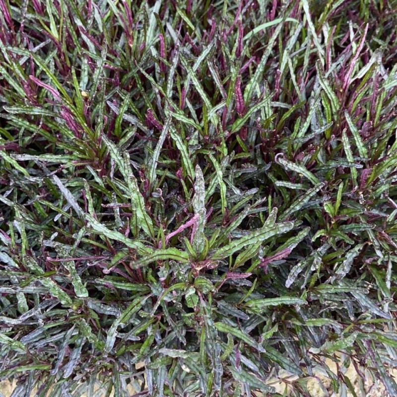 齿叶半插花新种稀有品种庭院花卉植物地被草本极少珍贵地被