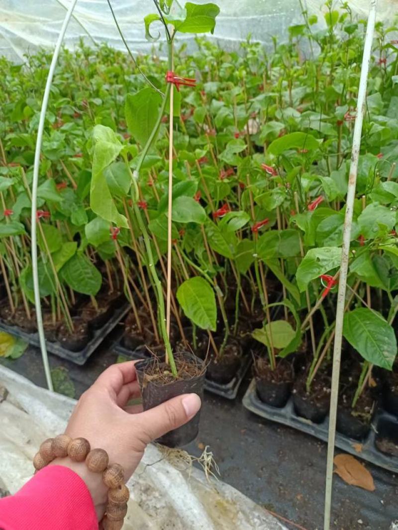 广西百香果苗钦蜜9号，专业技术培育的果苗质量保证