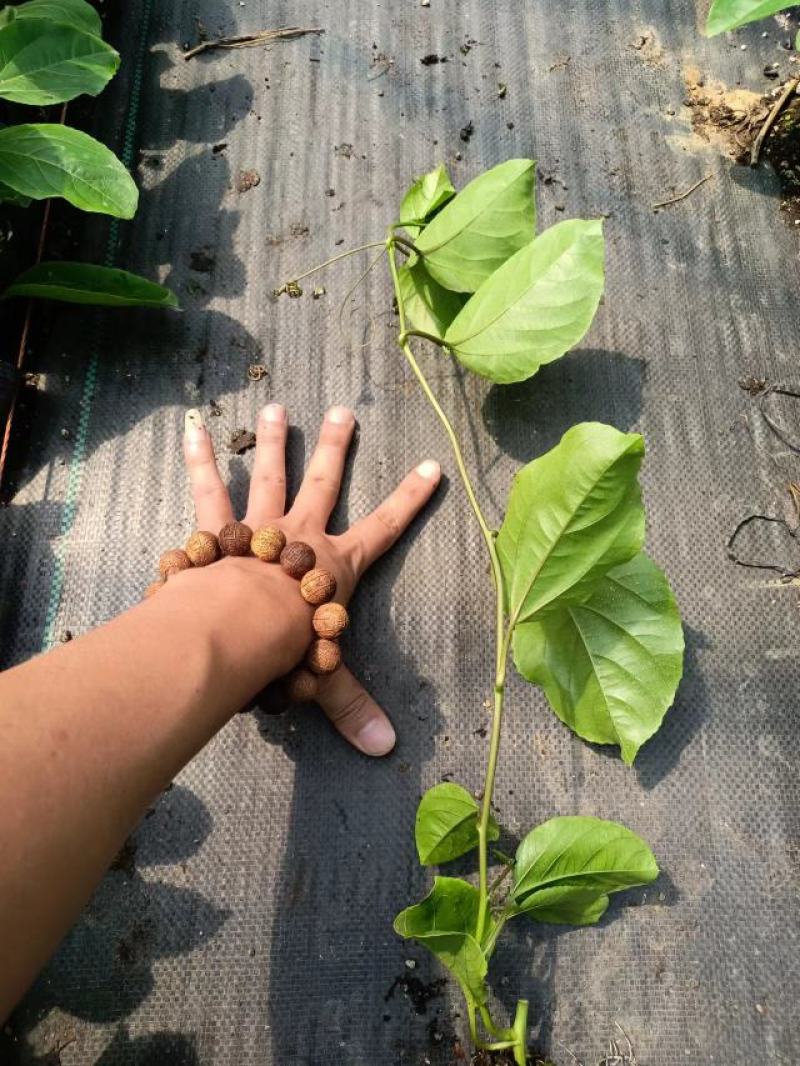 广西百香果苗钦蜜9号，专业技术培育的果苗质量保证