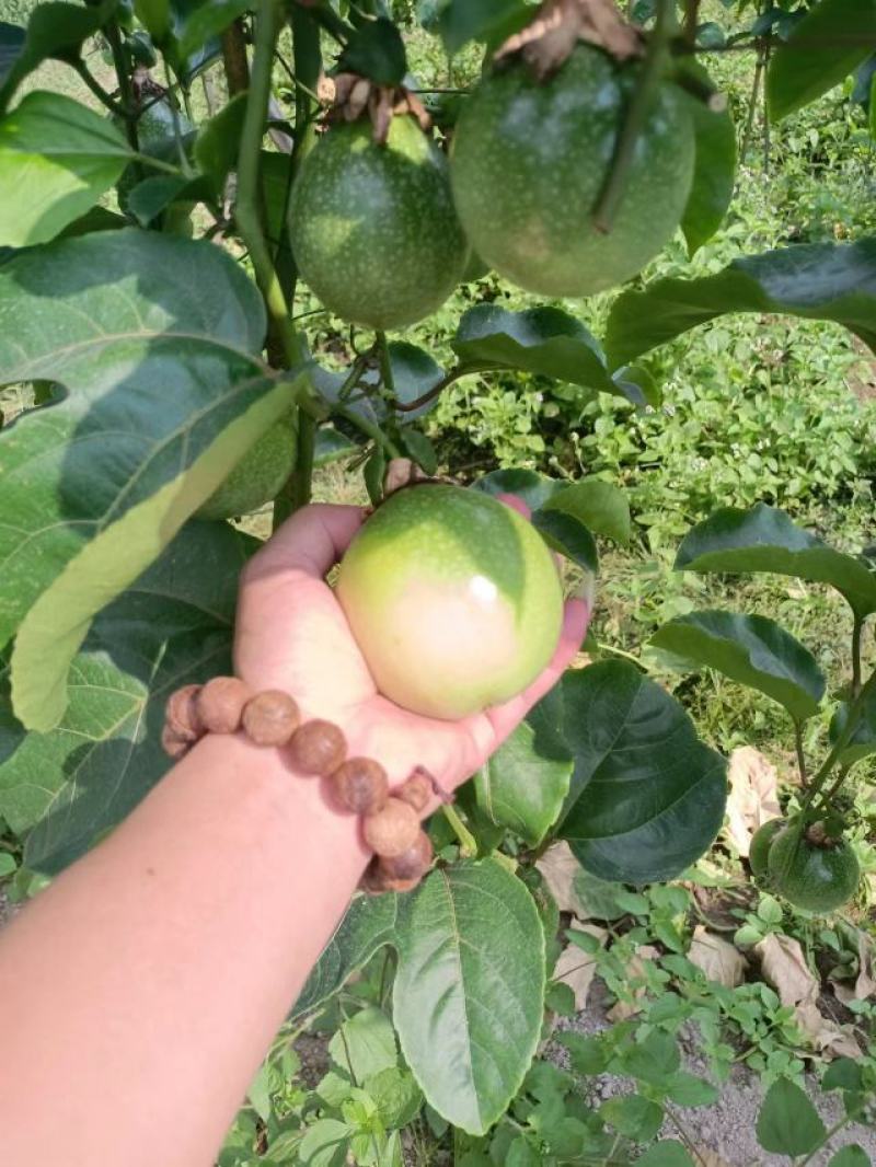 广西百香果苗钦蜜9号，专业技术培育的果苗质量保证