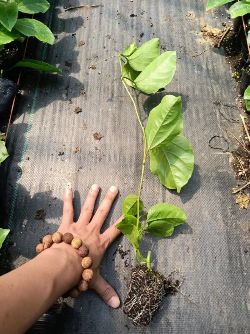 广西百香果苗钦蜜9号，专业技术培育的果苗质量保证