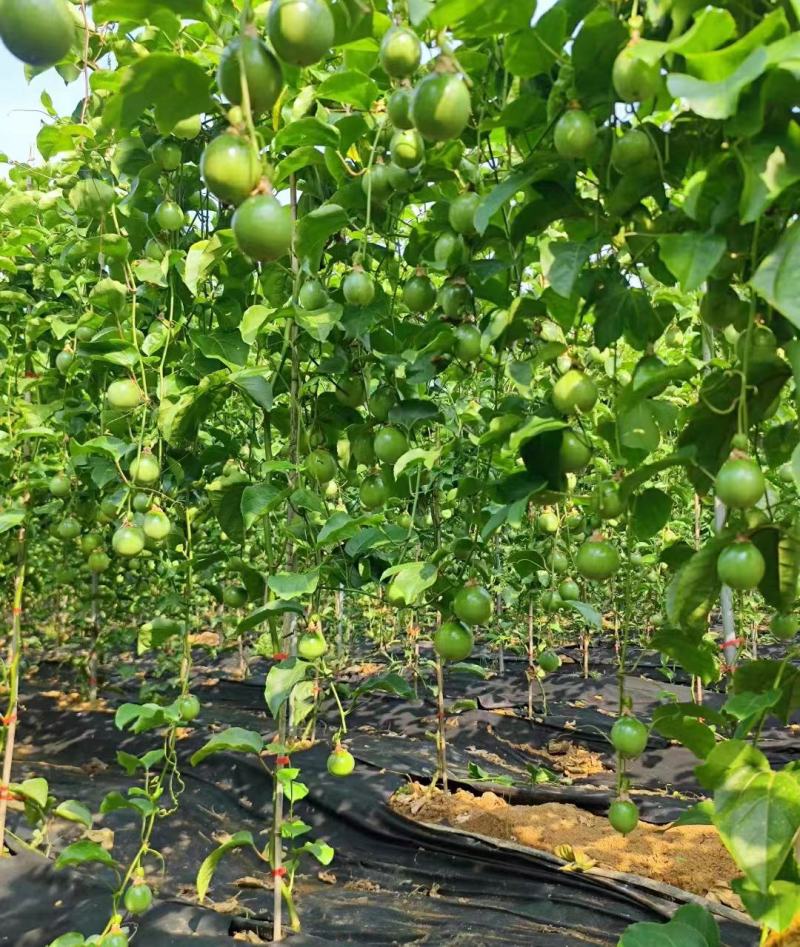 广西百香果苗钦蜜9号，专业技术培育的果苗质量保证