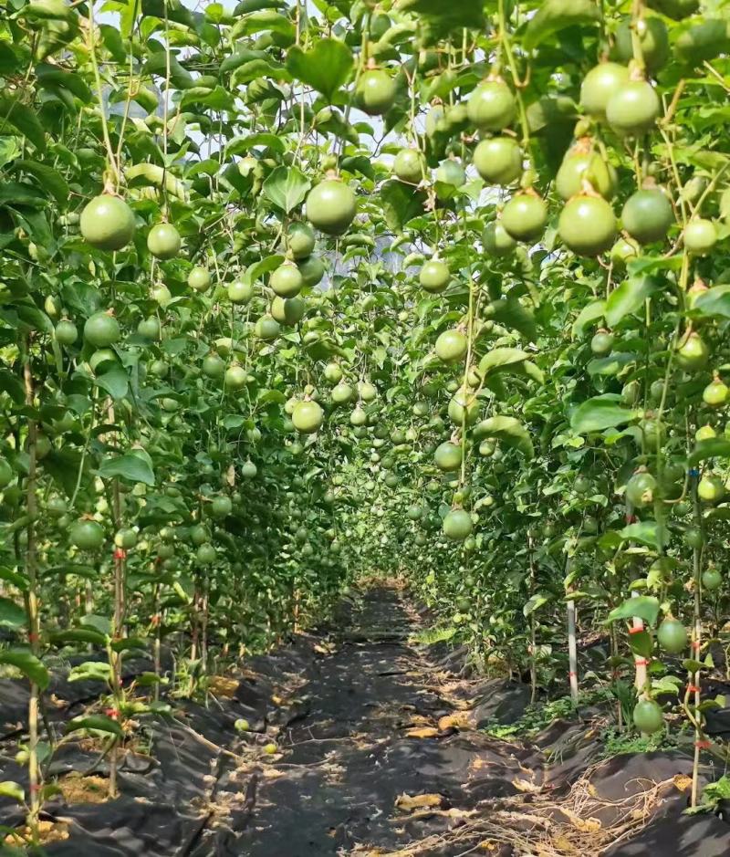 广西百香果苗钦蜜9号，专业技术培育的果苗质量保证
