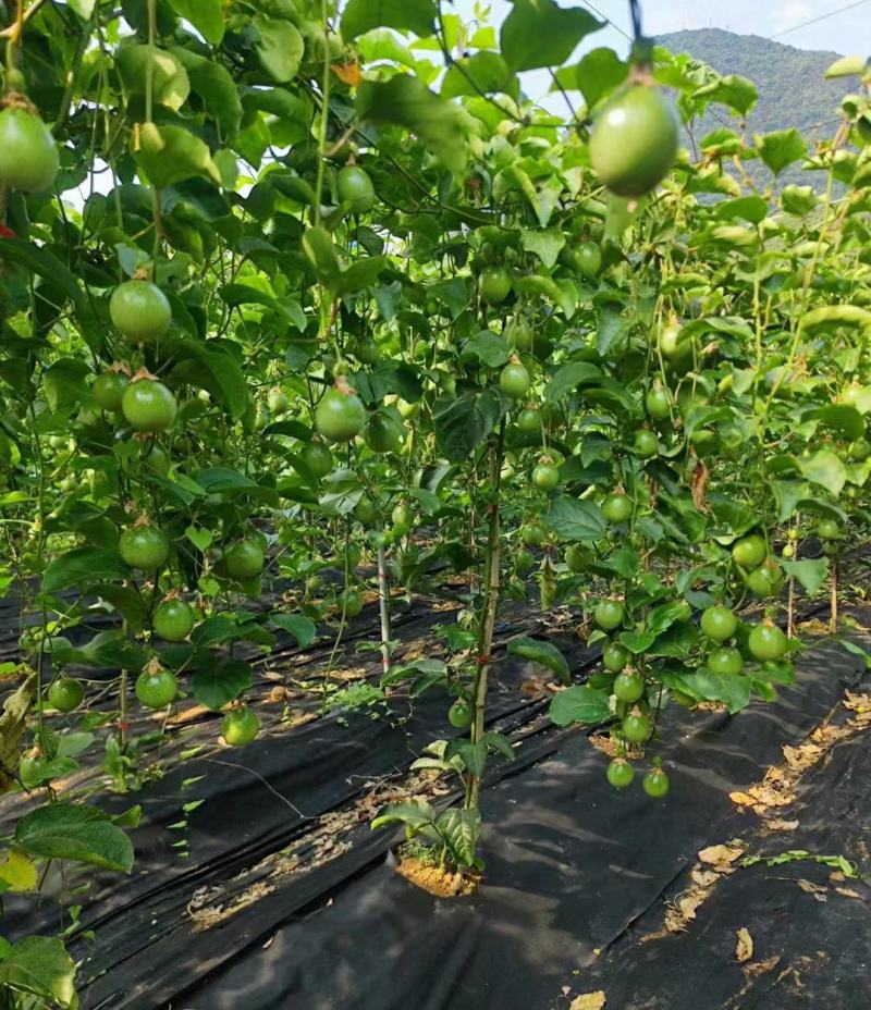 广西百香果苗钦蜜9号，专业技术培育的果苗质量保证