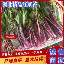 湖北菜苔精品红菜苔大量供货一手货源量大从优对接全国