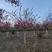 丝棉木桃叶卫矛种子小苗及行道树园林绿化树苗观果树种