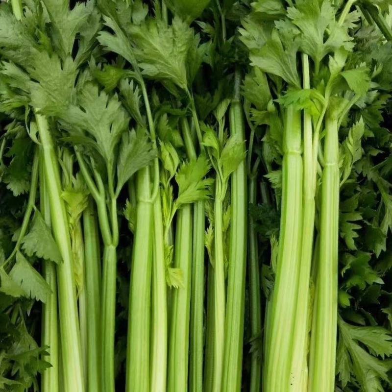 芹菜精品芹菜产地直发一手货源代发全国保质保量