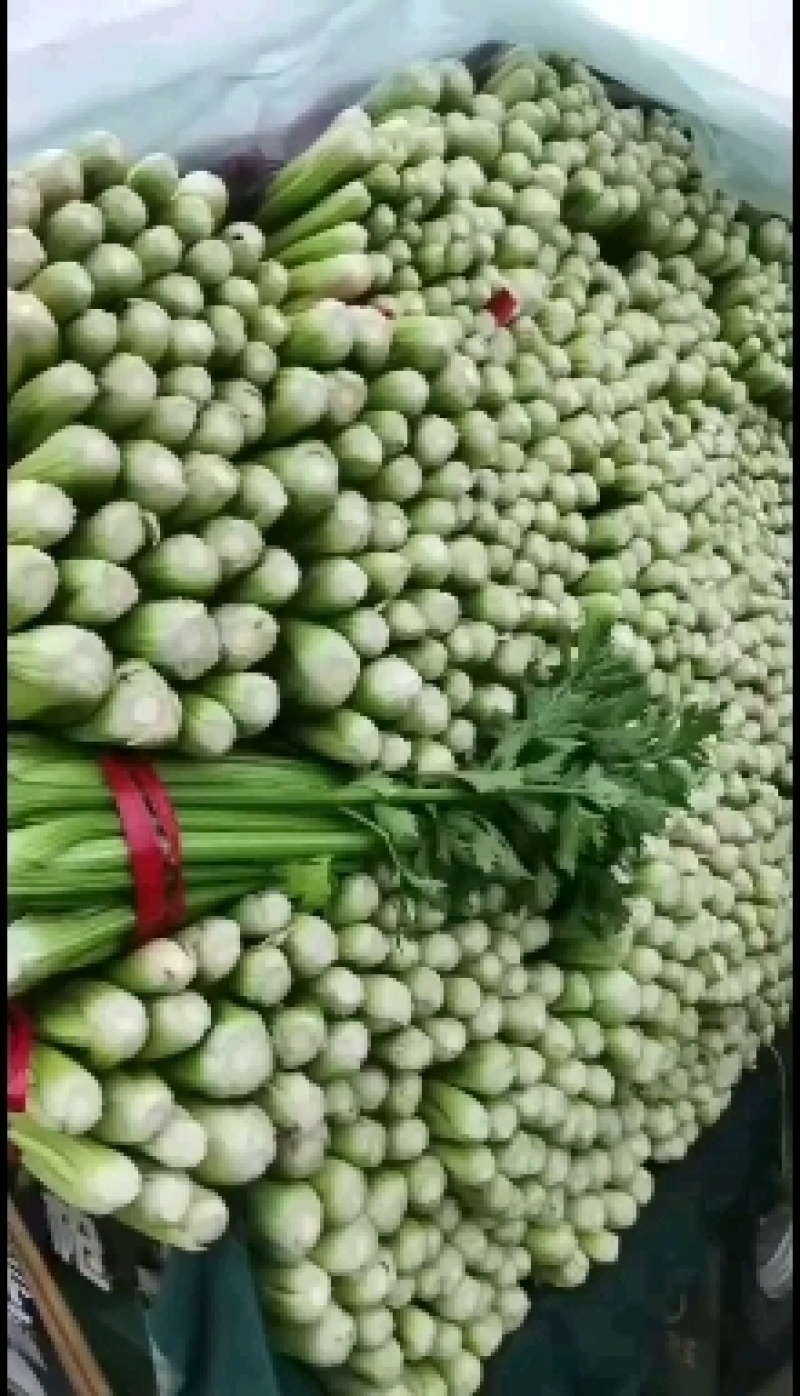 芹菜精品芹菜产地直发一手货源代发全国保质保量