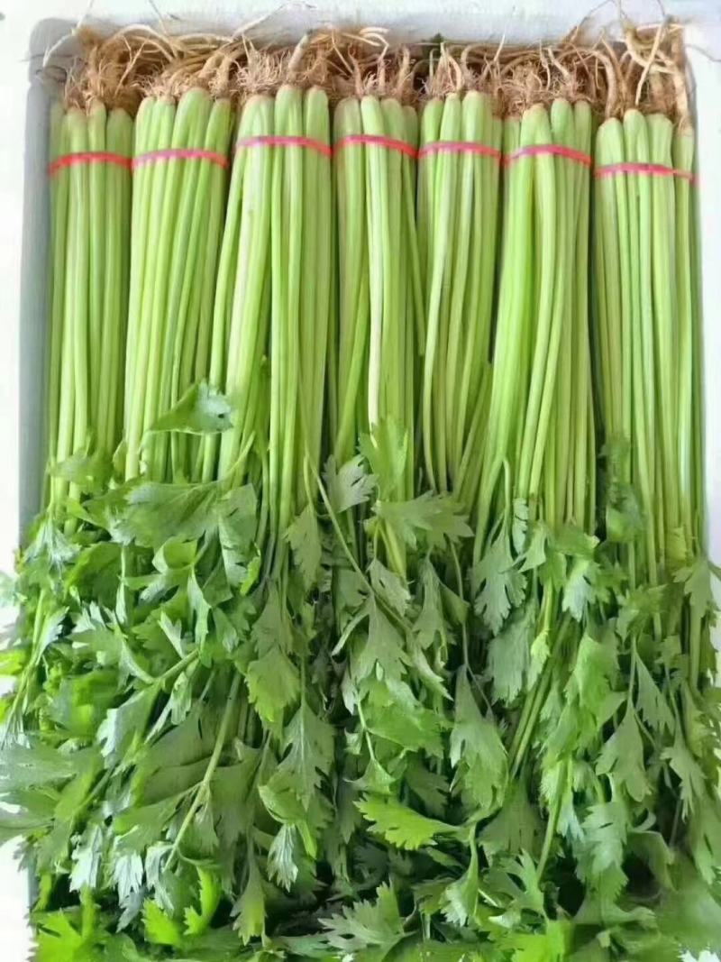 芹菜精品芹菜产地直发一手货源代发全国保质保量