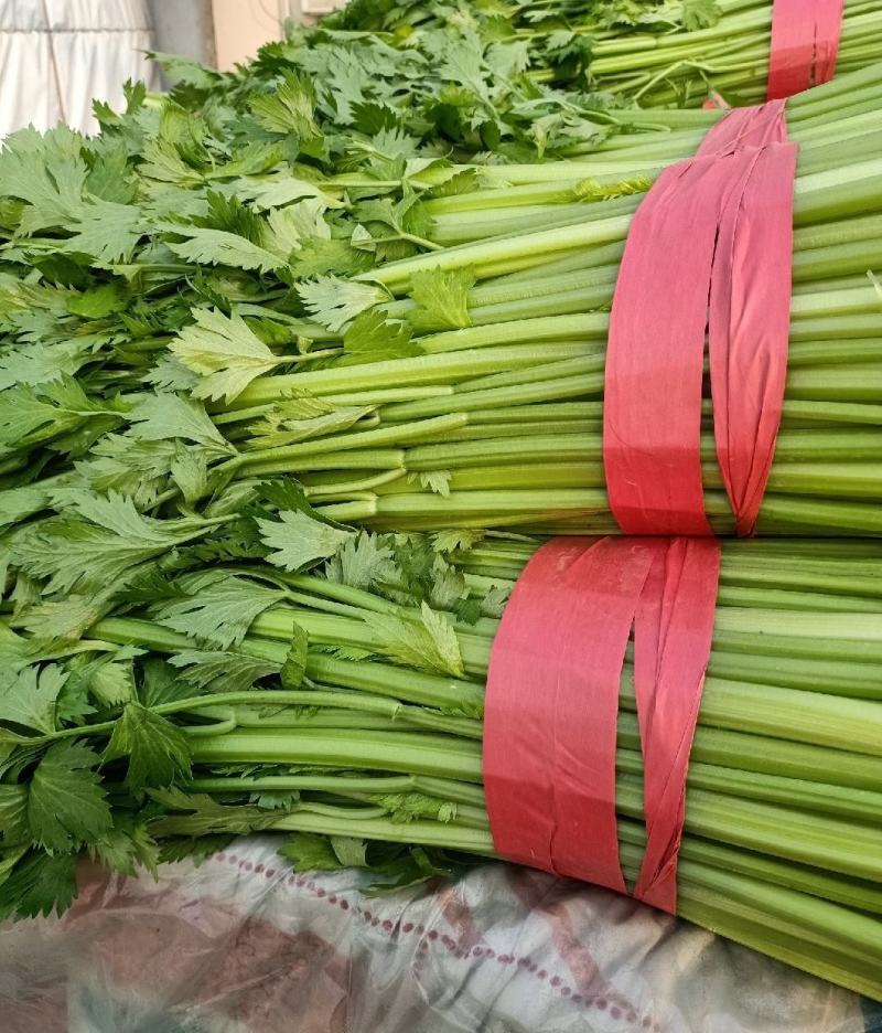 芹菜精品芹菜产地直发一手货源代发全国保质保量