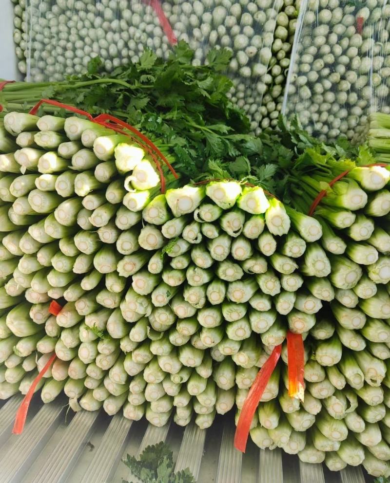 芹菜精品芹菜产地直发一手货源代发全国保质保量
