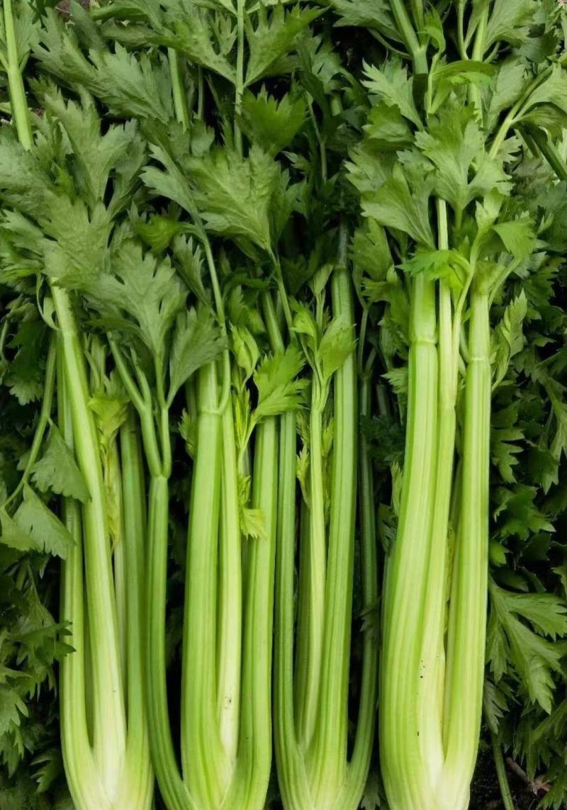 芹菜精品芹菜产地直发一手货源代发全国保质保量