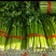 芹菜精品芹菜产地直发一手货源代发全国保质保量