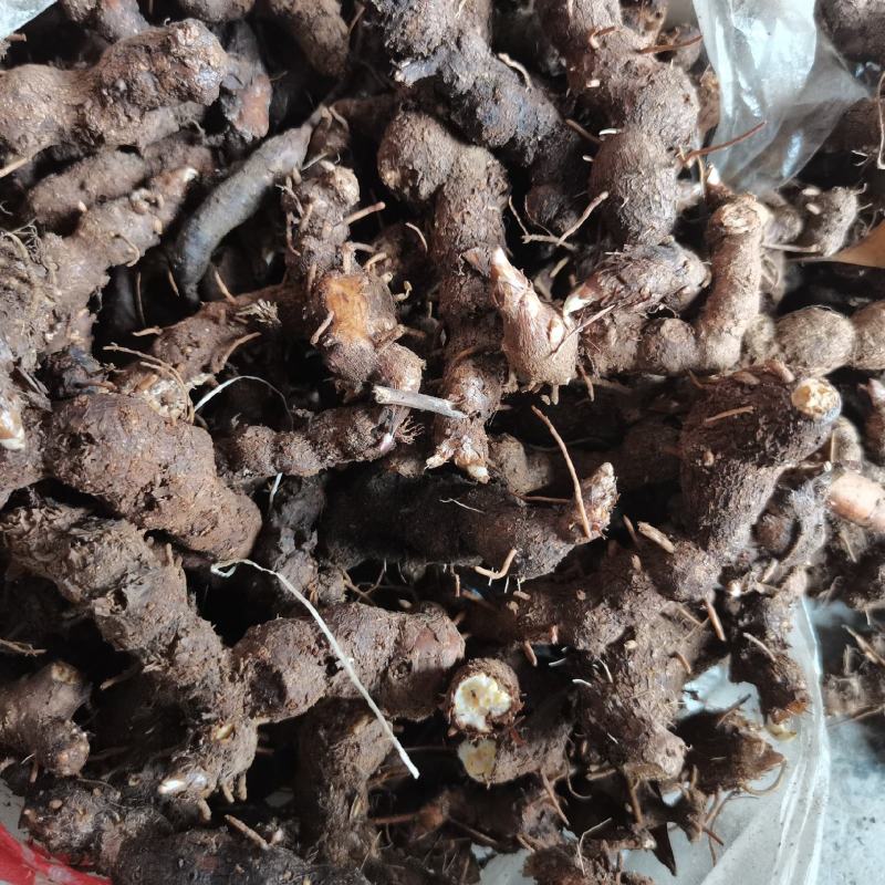 湖北产地纯野生朱砂点苍术种苗