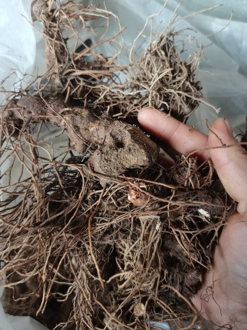 湖北产地纯野生朱砂点苍术种苗
