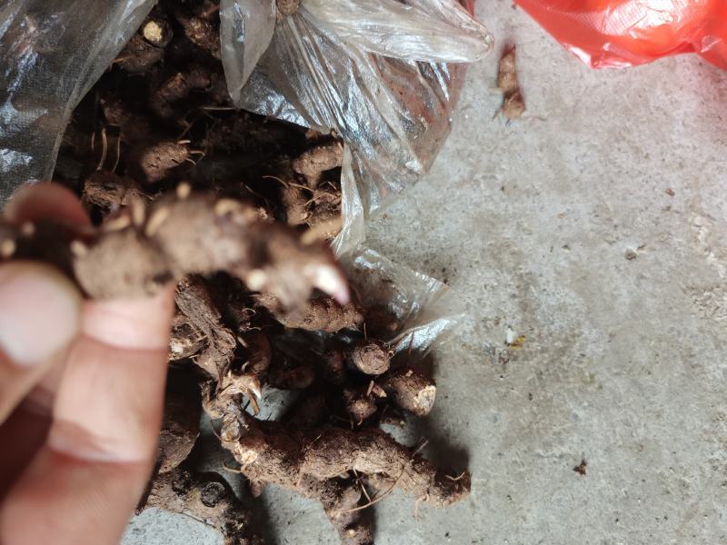 湖北产地纯野生朱砂点苍术种苗