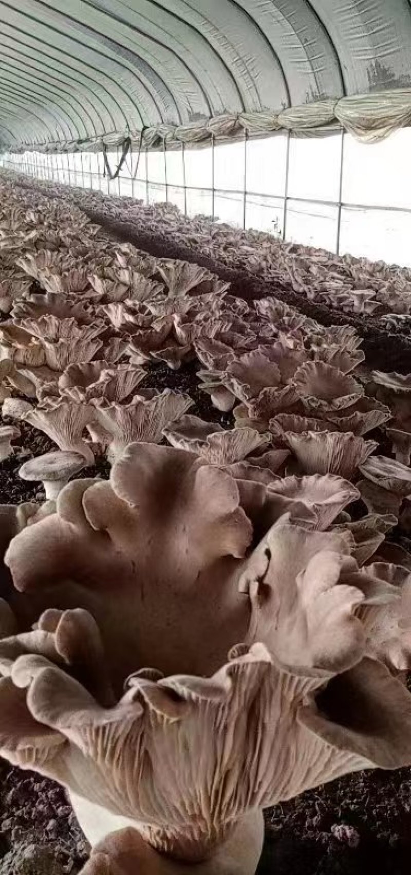 灵芝菇高端灵芝菇土特产灵芝菇肉厚饱满