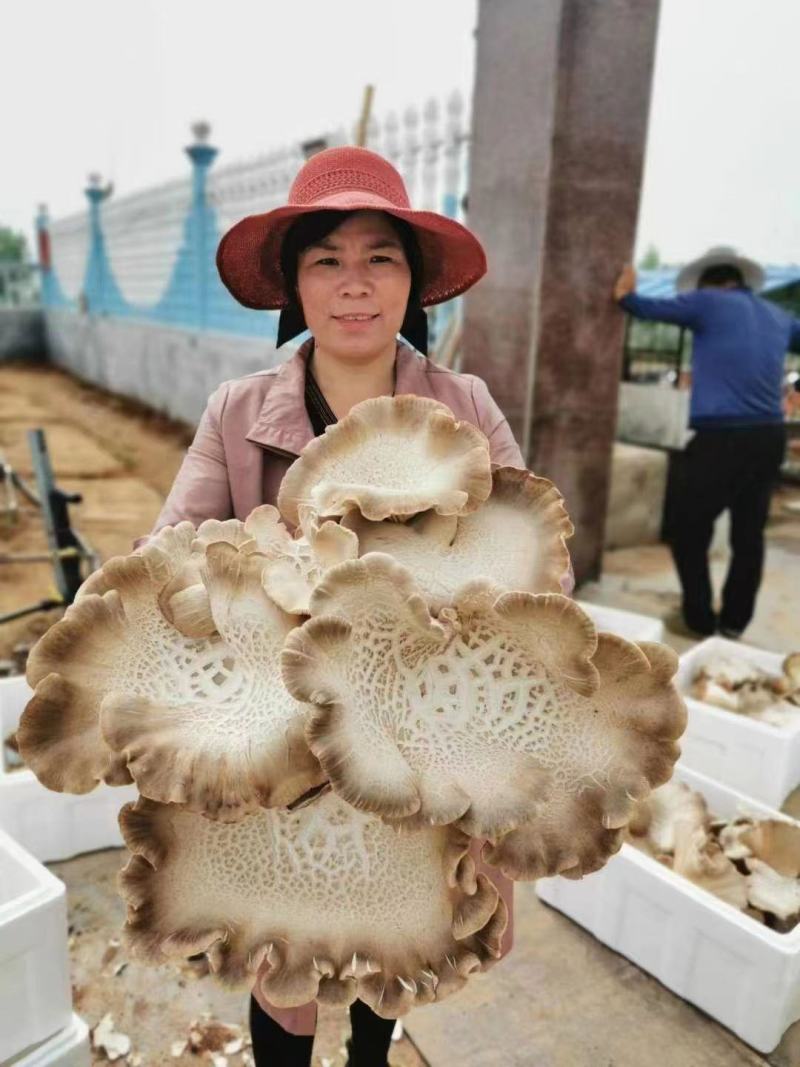 灵芝菇高端灵芝菇土特产灵芝菇肉厚饱满