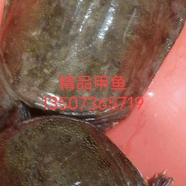 湖南生态老甲鱼淡水养殖场肉质鲜嫩支持批发可来电咨询