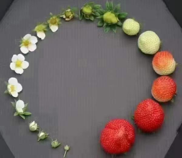 展示红颜草莓植株上的花朵与不同成熟度的果实,白色小花与绿色、粉红、深红色果实共存 红颜草莓开花结果图