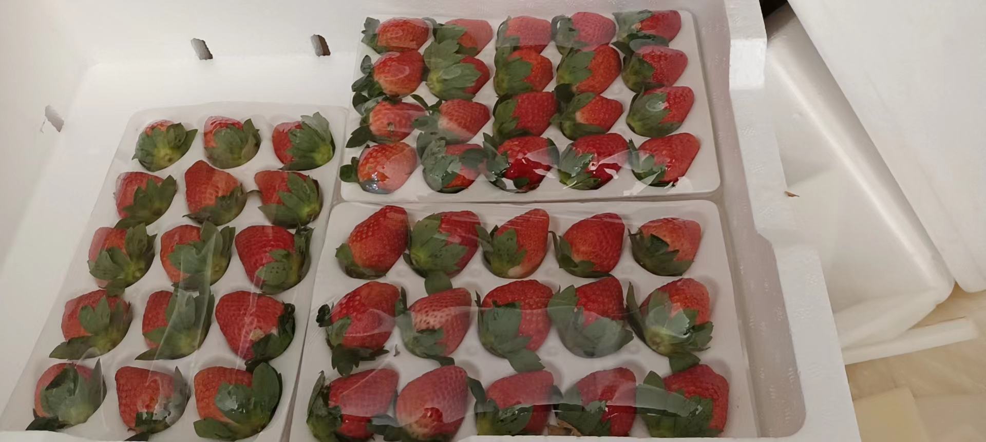 红颜草莓切面显示均匀饱满的红色果肉 红颜草莓切开后的内部结构展示