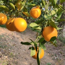 永兴冰糖橙种植基地