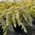 绣线菊绿植黄金喷泉花苗花园庭院花卉植物盆栽耐寒好养活