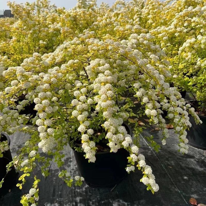绣线菊绿植黄金喷泉花苗花园庭院花卉植物盆栽耐寒好养活