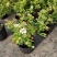 绣线菊绿植黄金喷泉花苗花园庭院花卉植物盆栽耐寒好养活