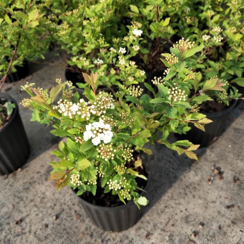 绣线菊绿植黄金喷泉花苗花园庭院花卉植物盆栽耐寒好养活