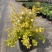 绣线菊绿植黄金喷泉花苗花园庭院花卉植物盆栽耐寒好养活