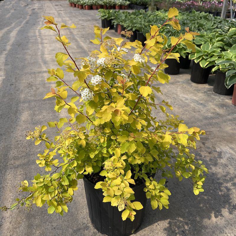 绣线菊绿植黄金喷泉花苗花园庭院花卉植物盆栽耐寒好养活