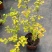 绣线菊绿植黄金喷泉花苗花园庭院花卉植物盆栽耐寒好养活