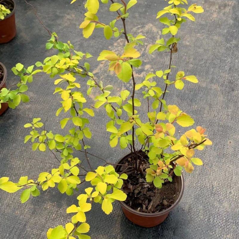 绣线菊绿植黄金喷泉花苗花园庭院花卉植物盆栽耐寒好养活