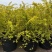 绣线菊绿植黄金喷泉花苗花园庭院花卉植物盆栽耐寒好养活