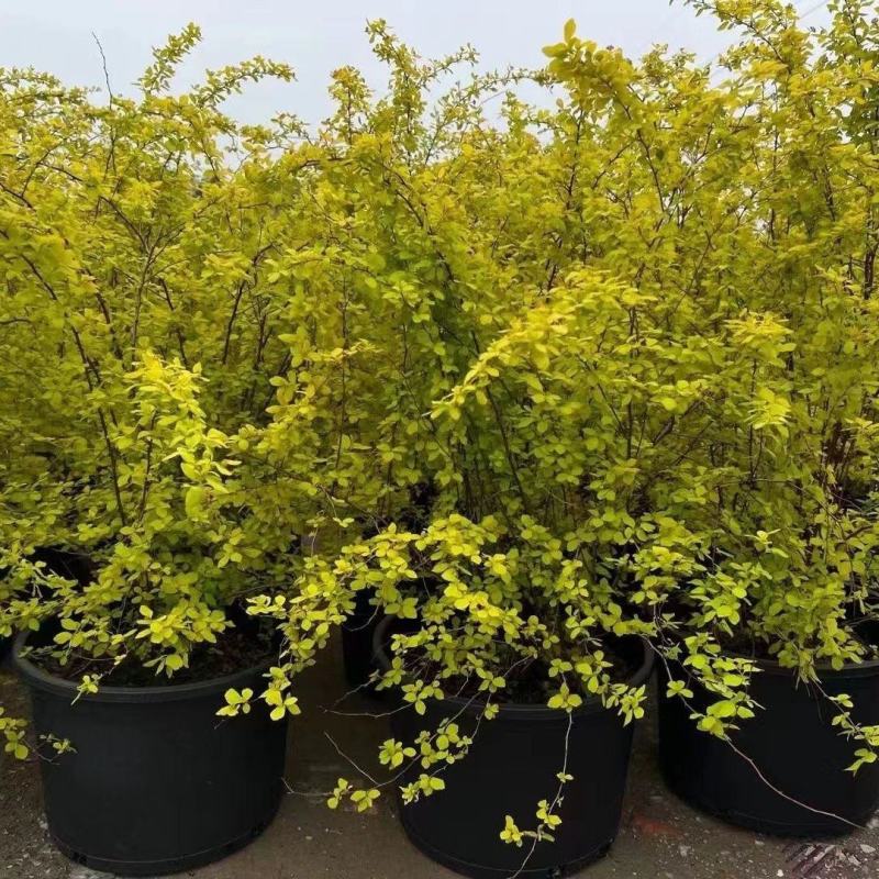 绣线菊绿植黄金喷泉花苗花园庭院花卉植物盆栽耐寒好养活