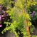 绣线菊绿植黄金喷泉花苗花园庭院花卉植物盆栽耐寒好养活