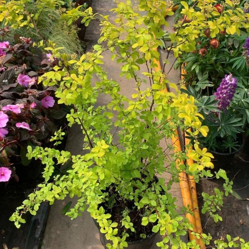 绣线菊绿植黄金喷泉花苗花园庭院花卉植物盆栽耐寒好养活