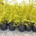 绣线菊绿植黄金喷泉花苗花园庭院花卉植物盆栽耐寒好养活