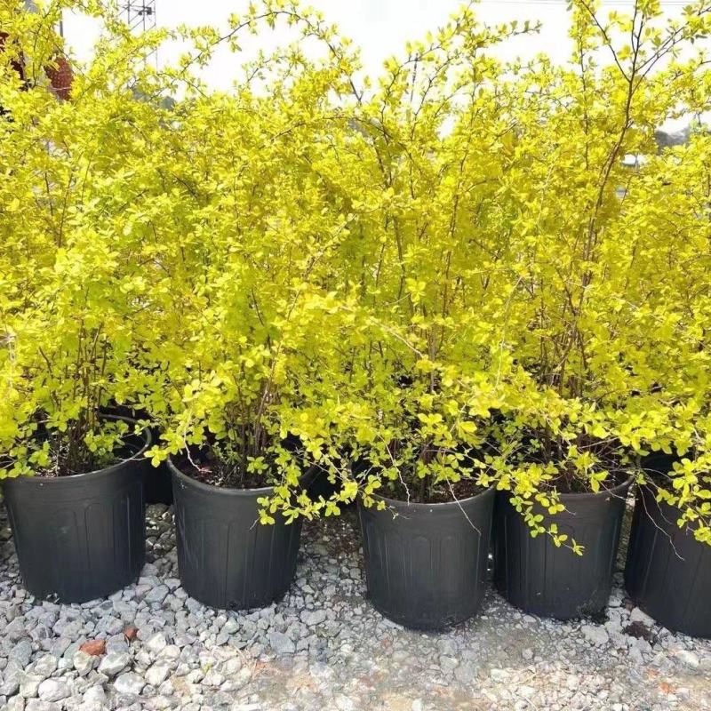 绣线菊绿植黄金喷泉花苗花园庭院花卉植物盆栽耐寒好养活