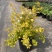 绣线菊绿植黄金喷泉花苗花园庭院花卉植物盆栽耐寒好养活